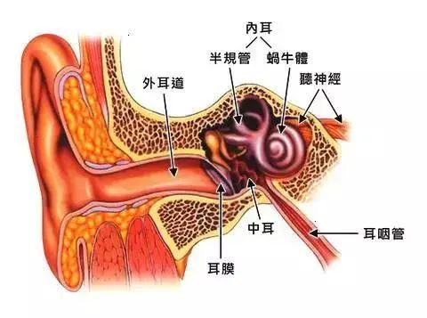 耳窦的位置图片图片
